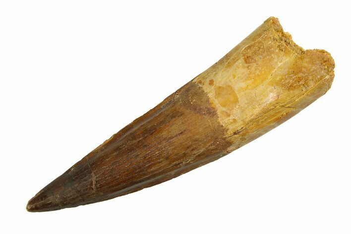 Real Fossil Spinosaurus Tooth - Beautiful Enamel & Tip #351504